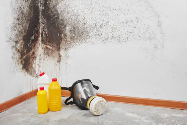 Attic Mold Removal in Yreka, CA