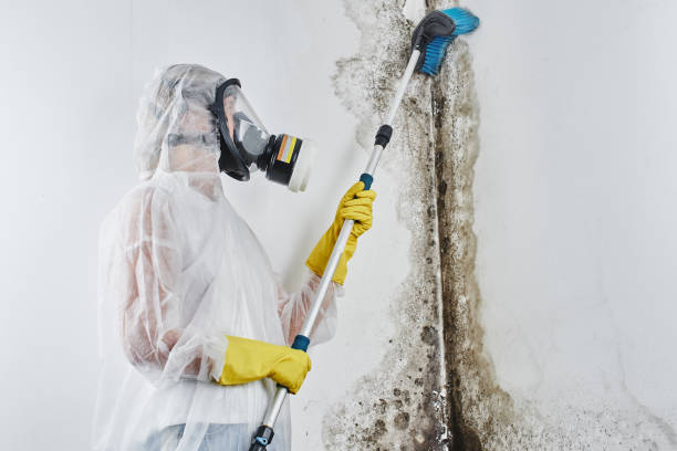 Office Mold Removal Services in Yreka, CA