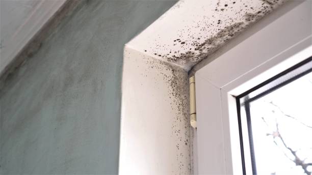 Best Mold Remediation  in Yreka, CA