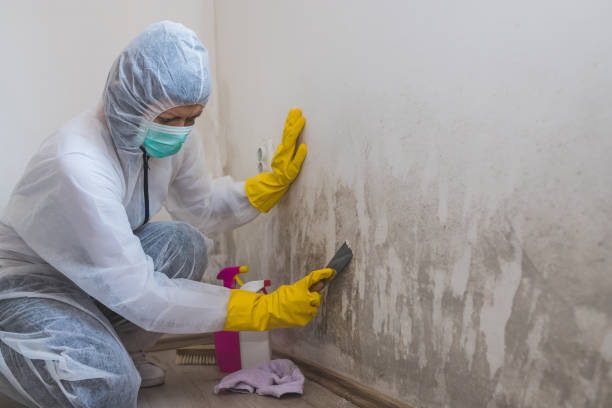 Best Commercial Mold Removal  in Yreka, CA