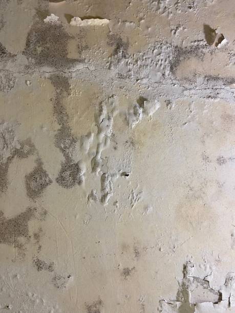 Best Best Mold Removal Companies  in Yreka, CA