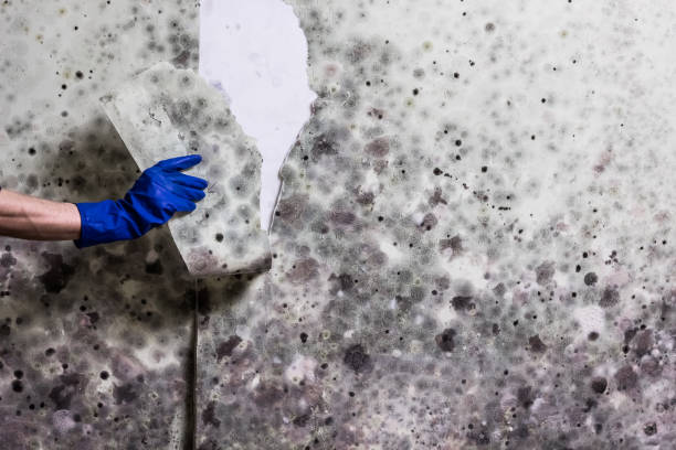 Best Fast Mold Removal  in Yreka, CA