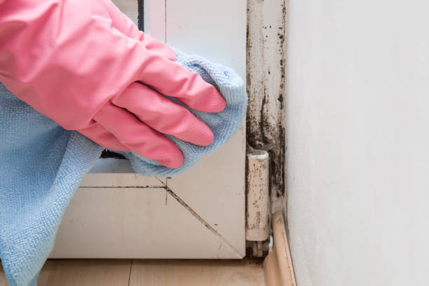 Best Certified Mold Removal  in Yreka, CA