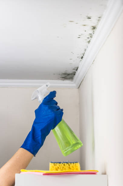 Best Same-Day Mold Removal  in Yreka, CA