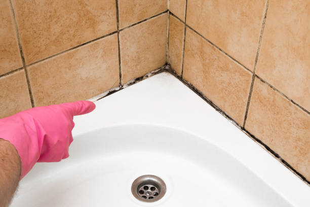 Crawl Space Mold Removal in Yreka, CA